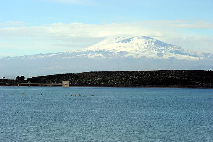 Biviere di Lentini 23.1.2011 (165).jpg